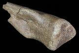 Partial Struthiomimus Hand Claw - Montana #72532-3